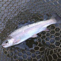 寒波到来！ 大安トラウトレイク